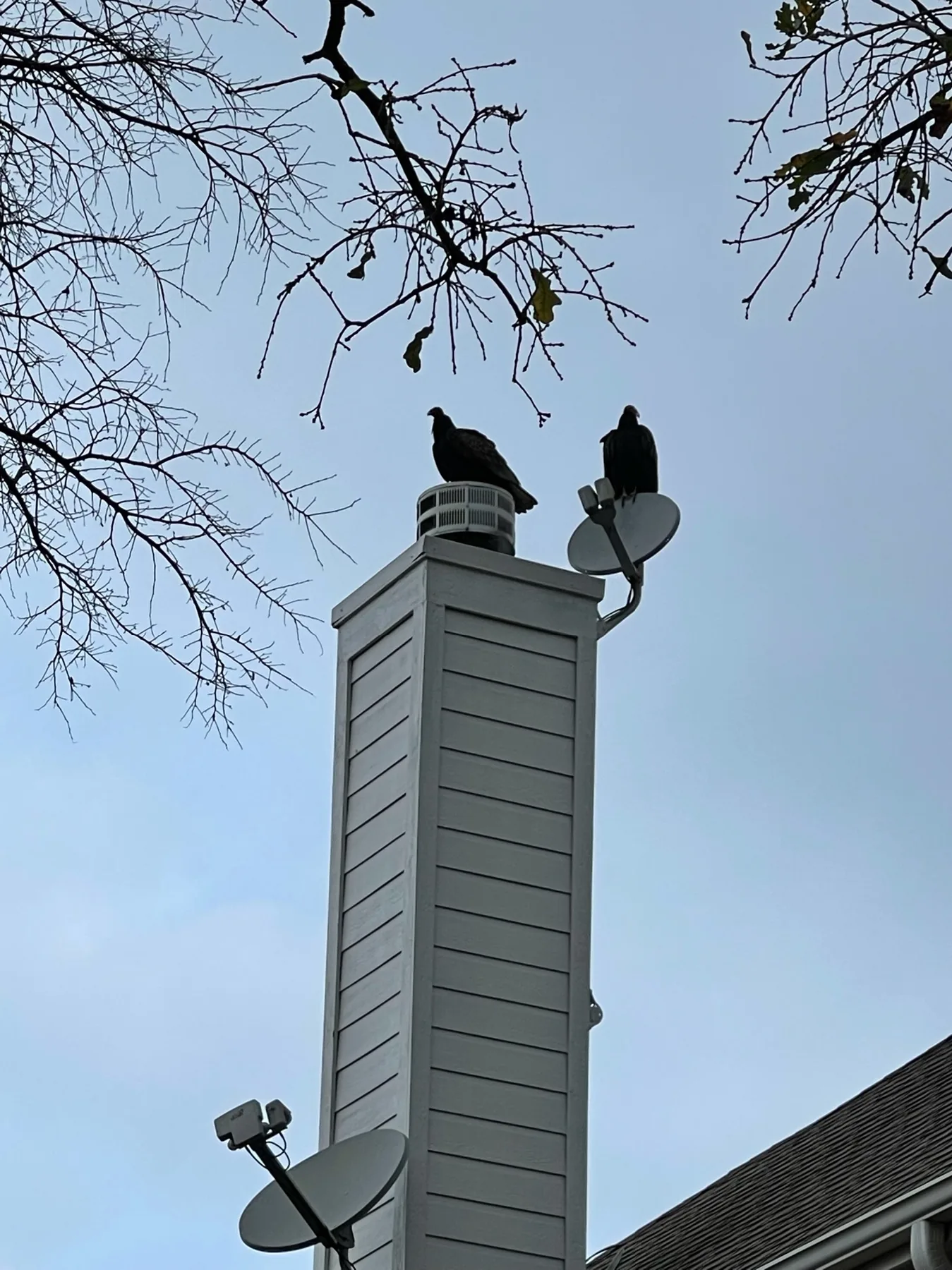 Birds perched on a chimney in Texas