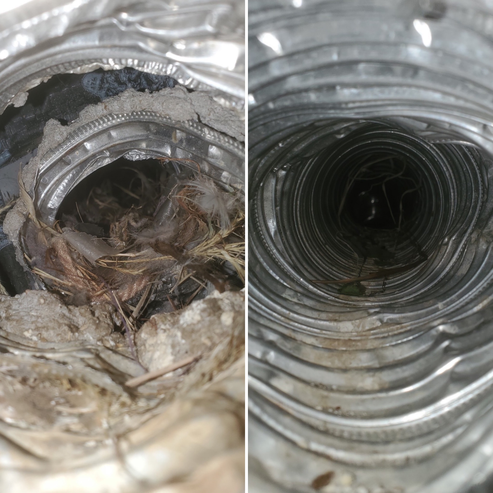 Bird nesting material found in dryer vent